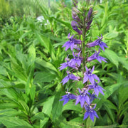 Lobelia siphilitica | Great blue lobelia | Marginal Plant